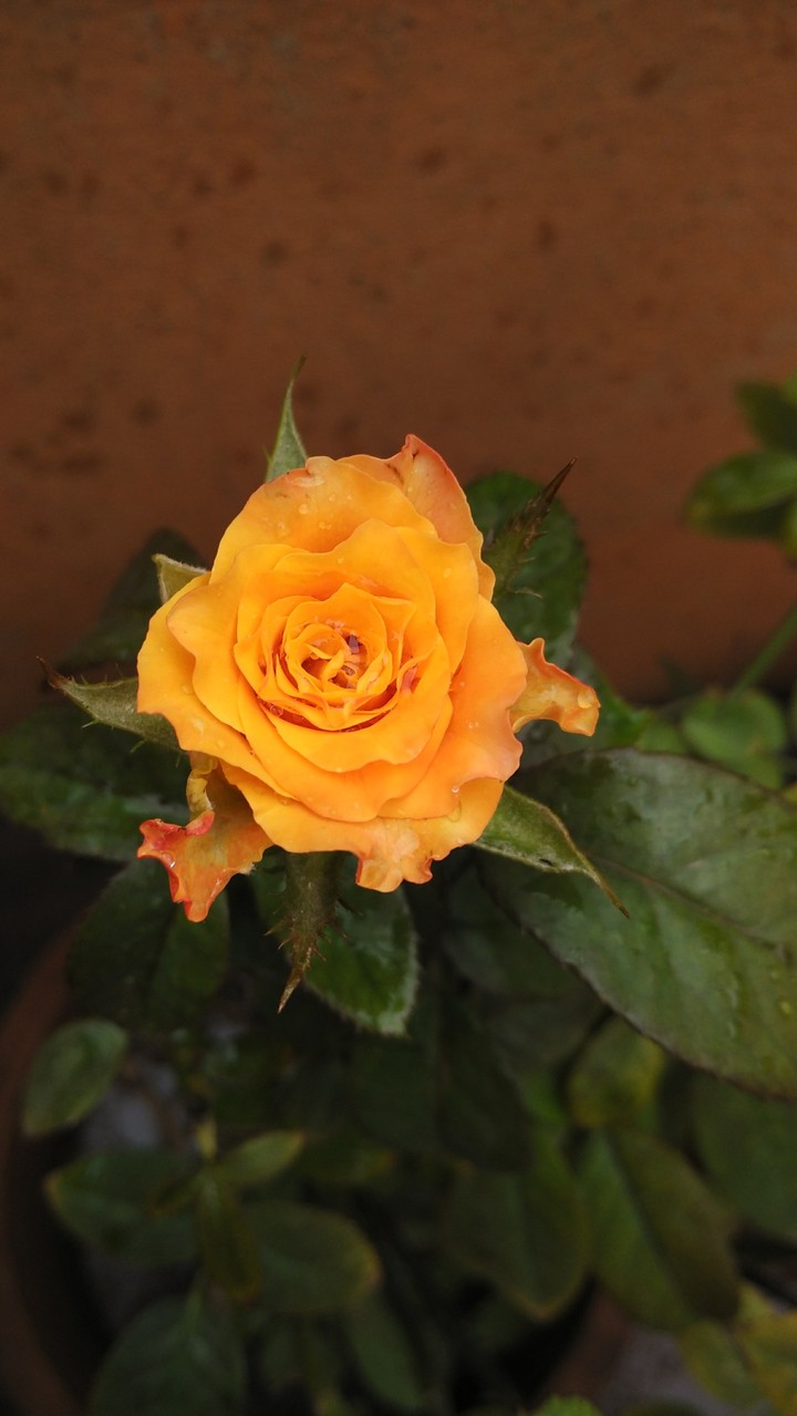 rose