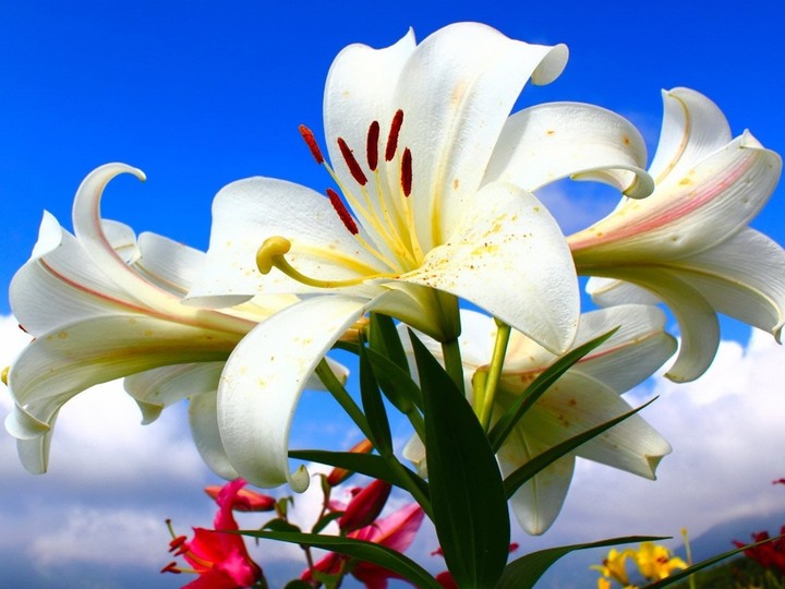 beautiful white flower