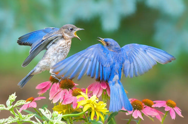 birds