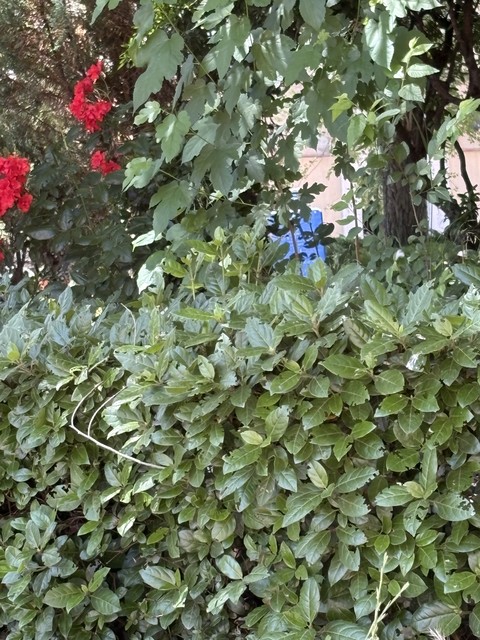 papéis de parede shrub, herb