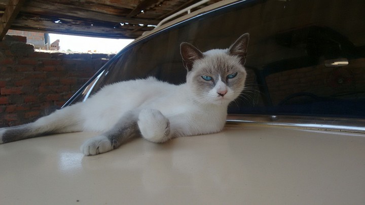 gato