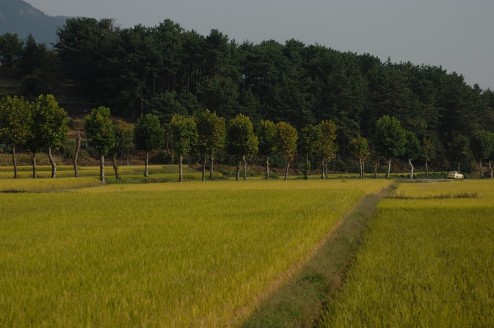 Scenics