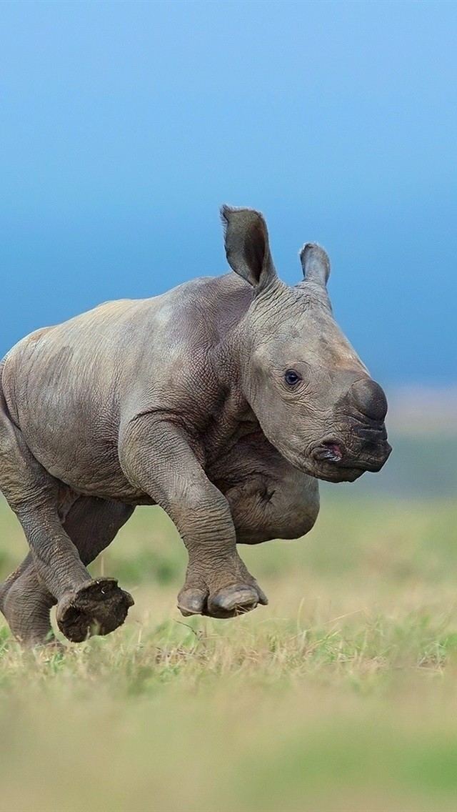 Baby Rhino
