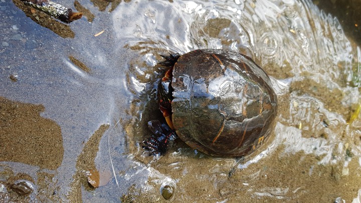 turtle in the lake