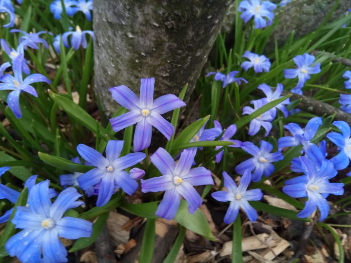 flowers