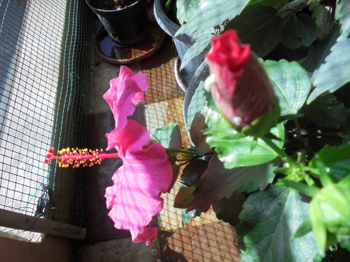 flowee