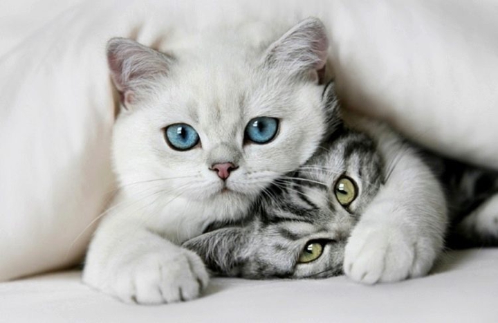 коты