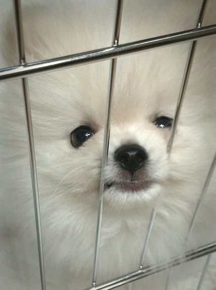 cute Pomeranian