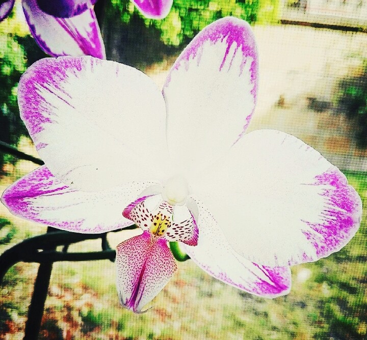 Orchid