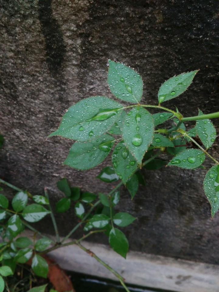 water drops