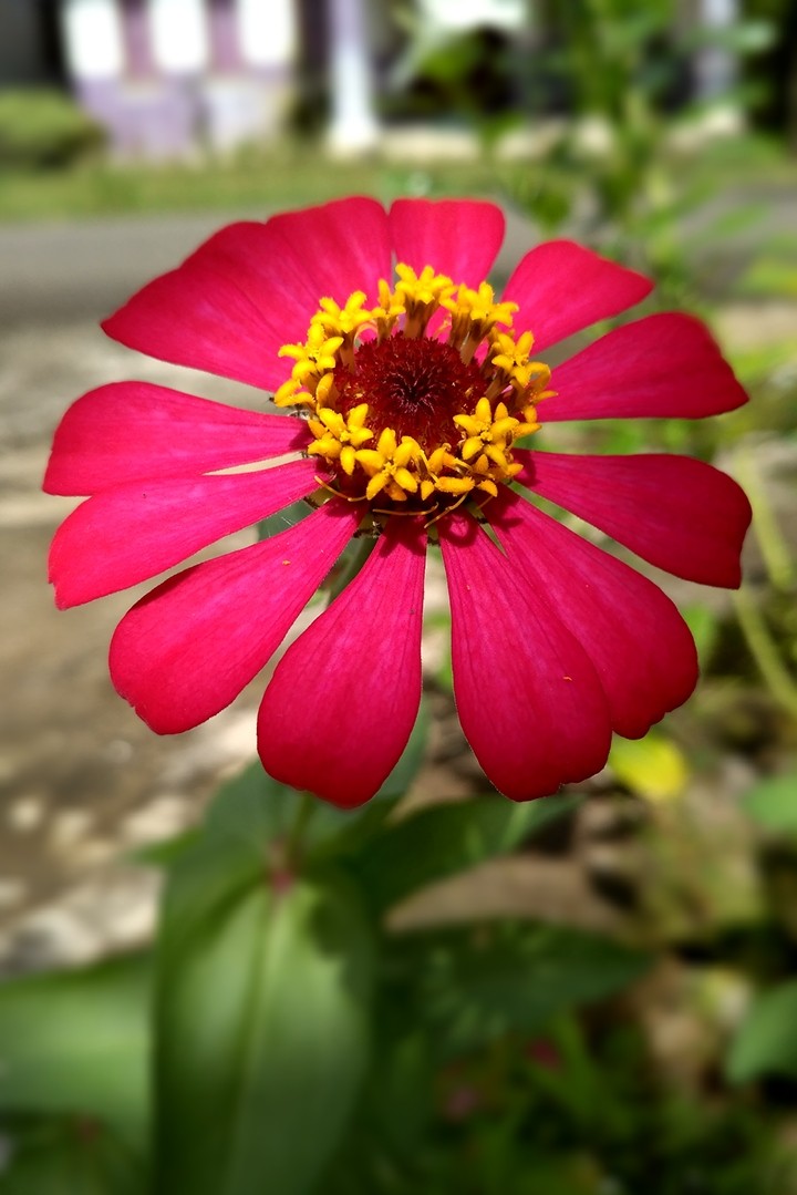 ❤ flower