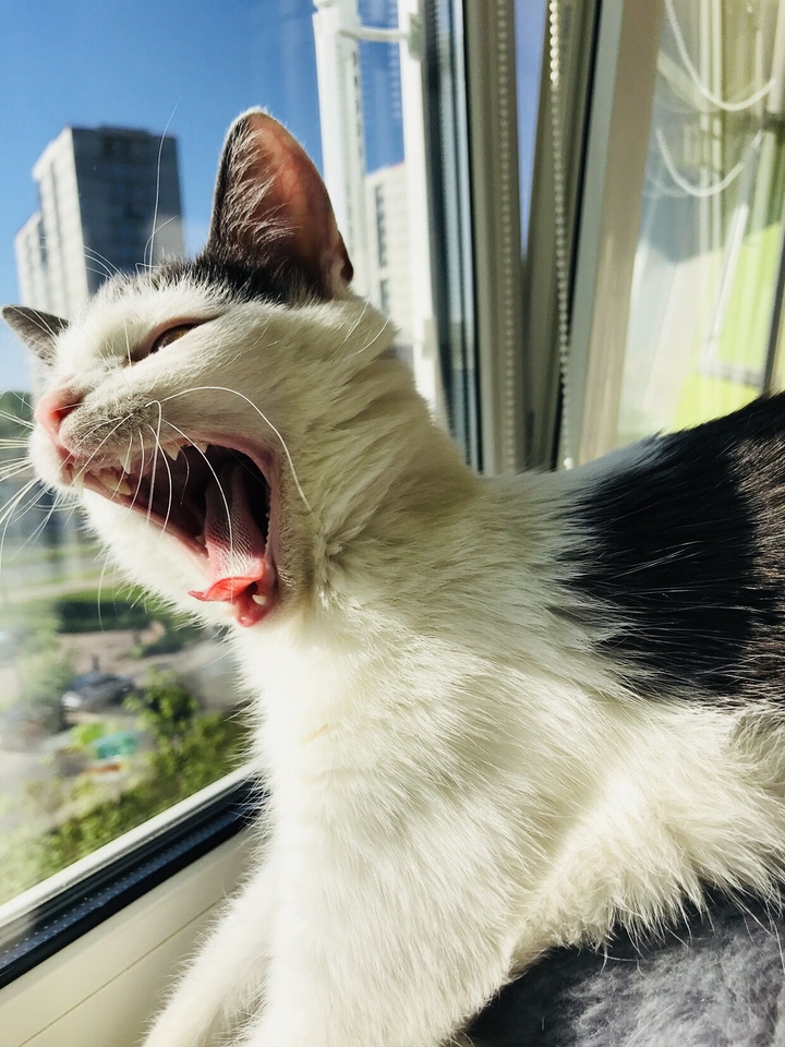кошара