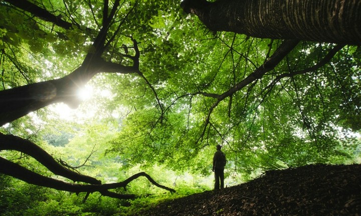 nature