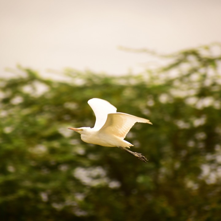 Fly High