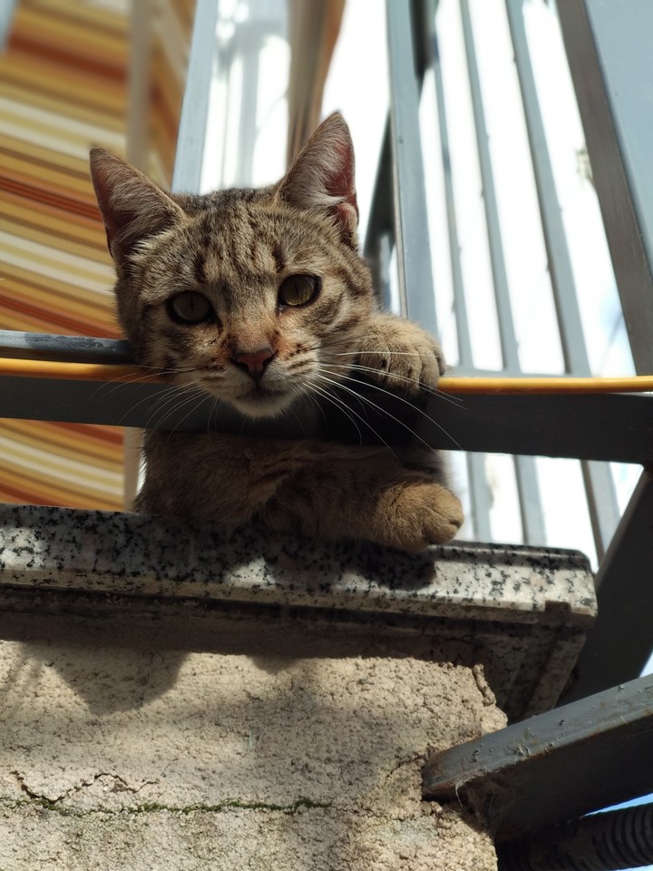 cat