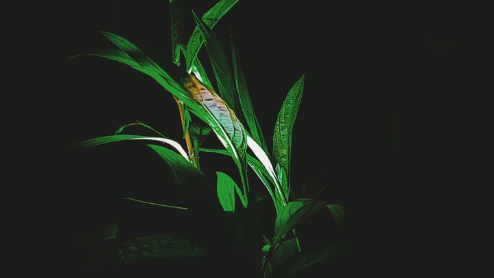 grass