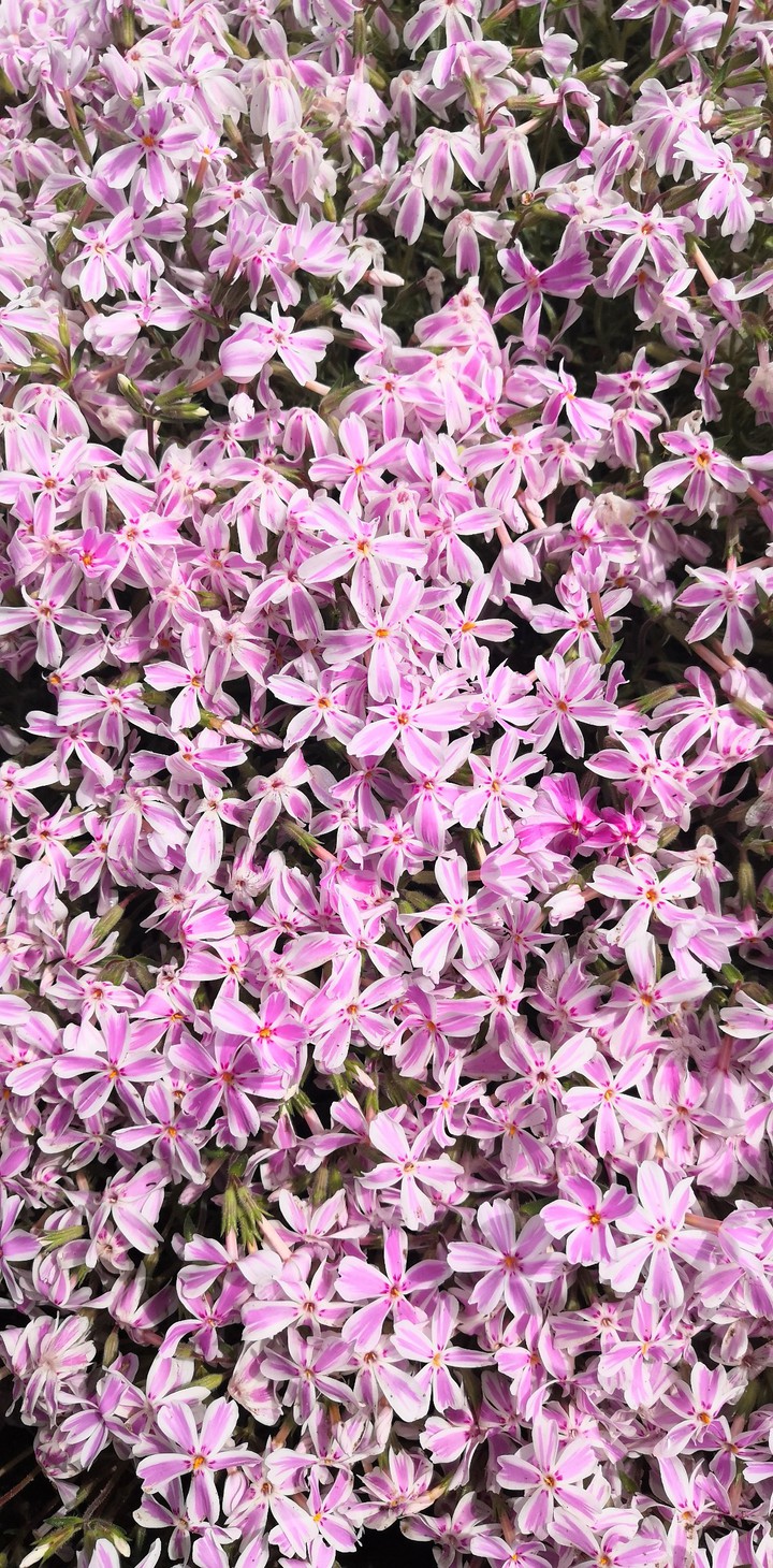 Pink_blossom