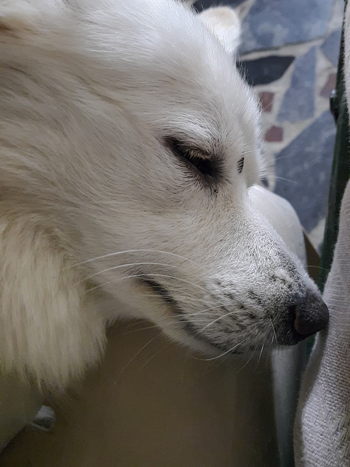 Her Name is Sasha
