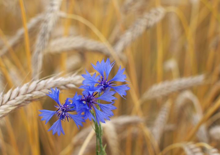 Cornflowers