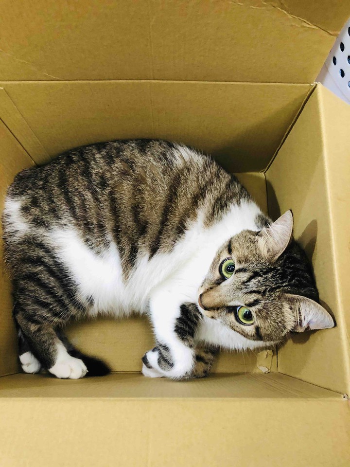 cat