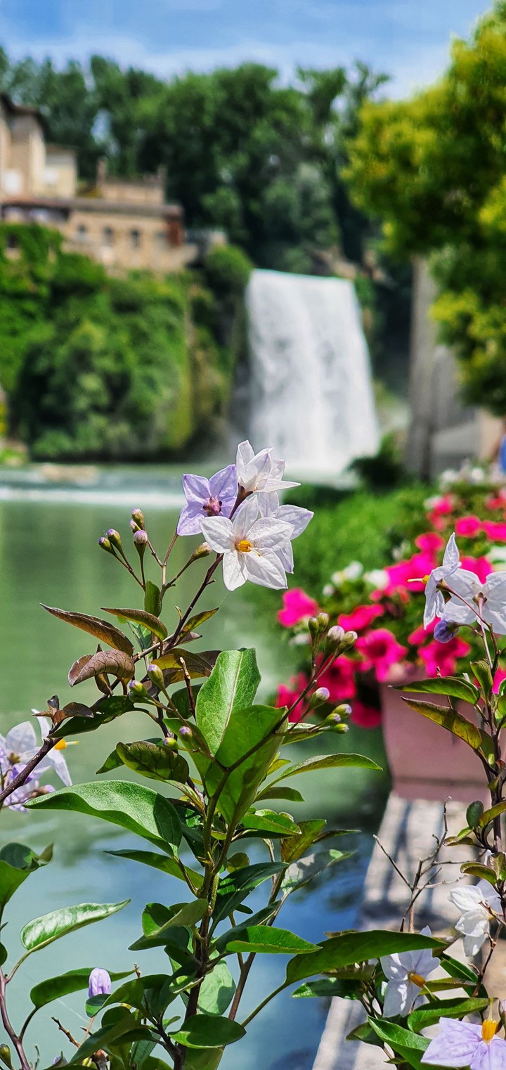 waterfall in flower