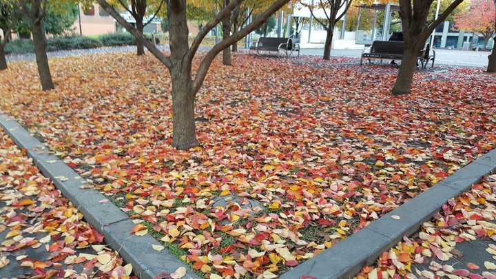 Autum