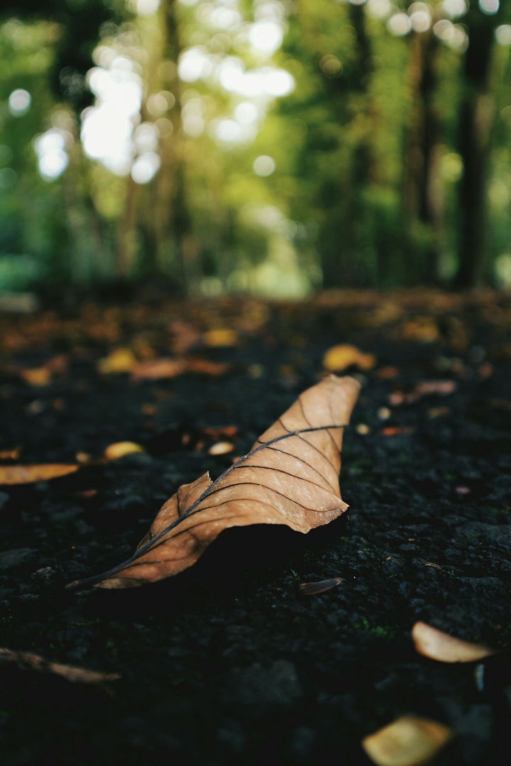 The Dry Leaf