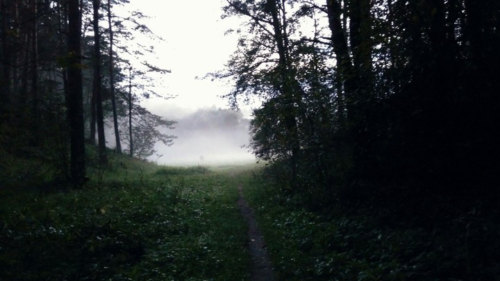 Fog