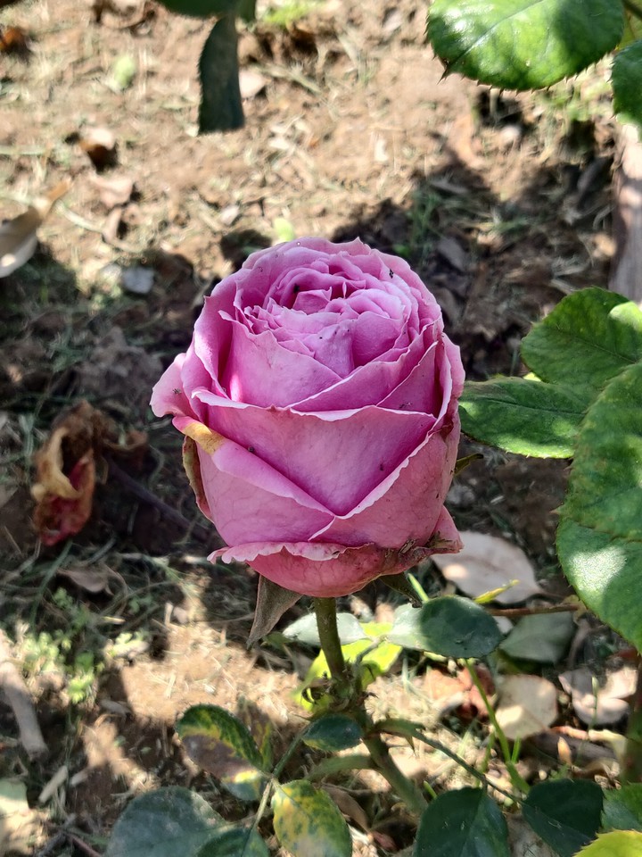 Rose Garden