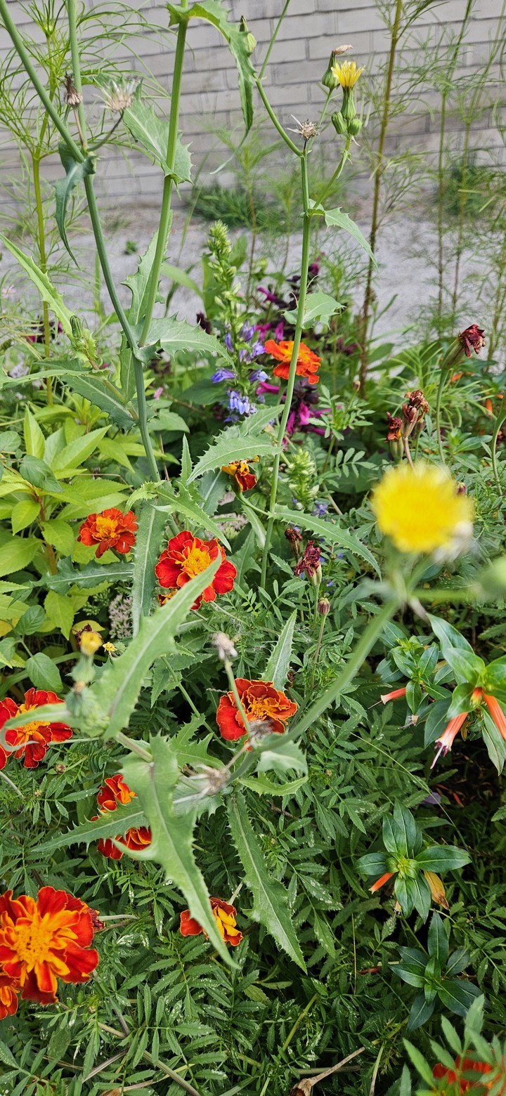 Many Flowers