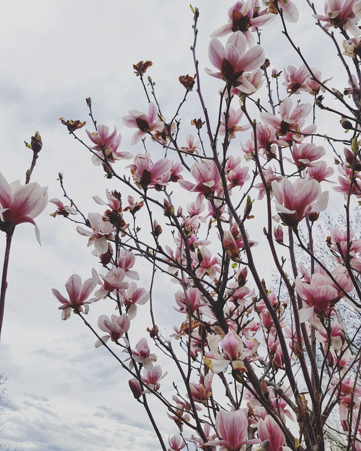 spring