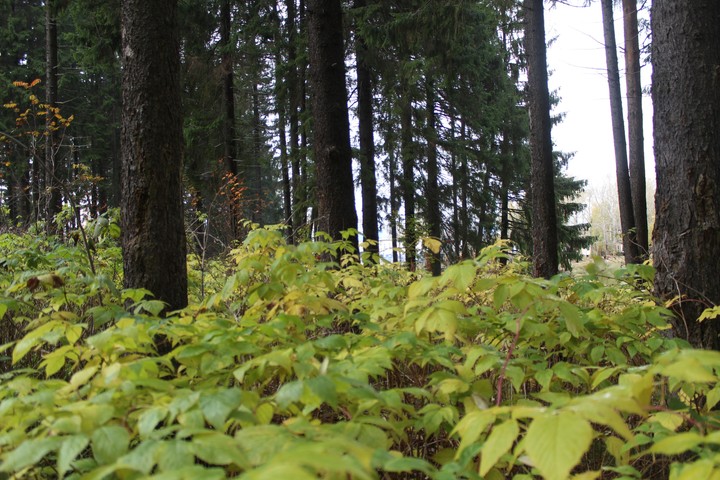 Nature