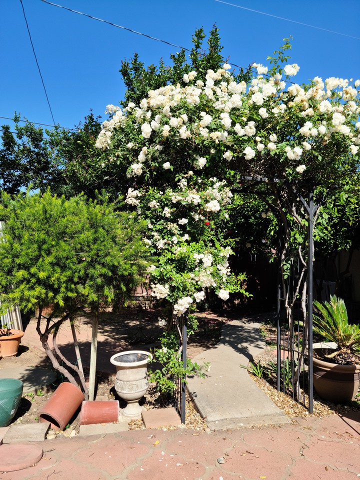 Heirloom Roses