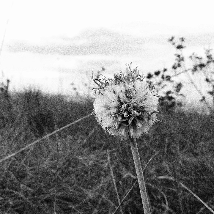 Flor