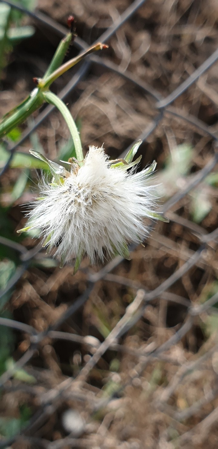 Fading flower