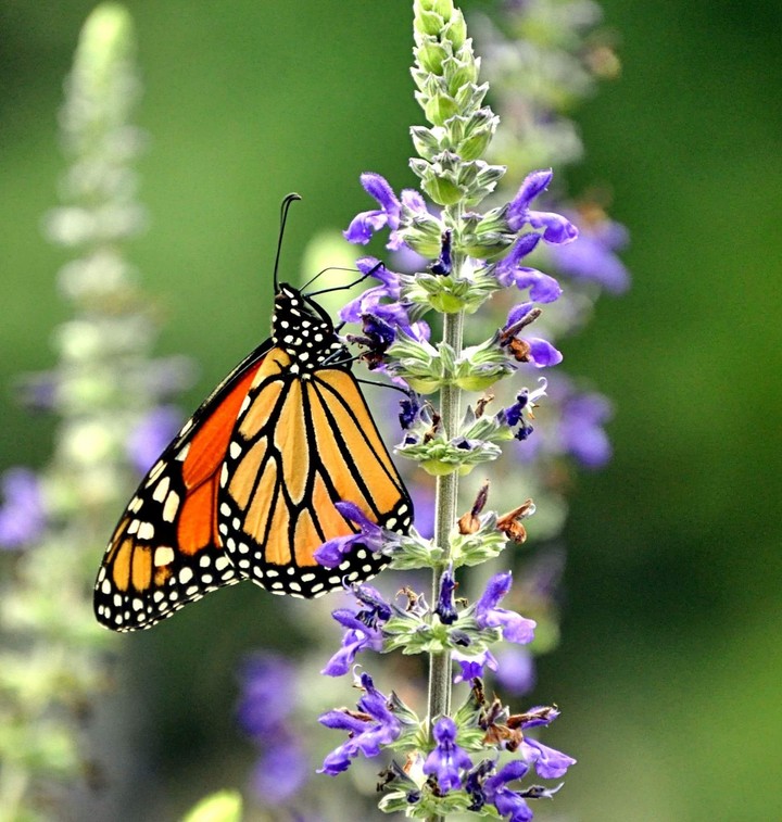 Butterflies and Flowers