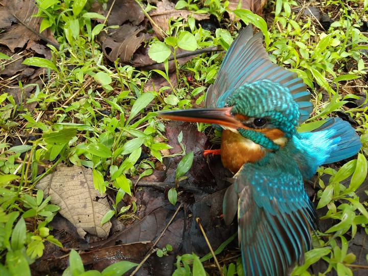a injured bird