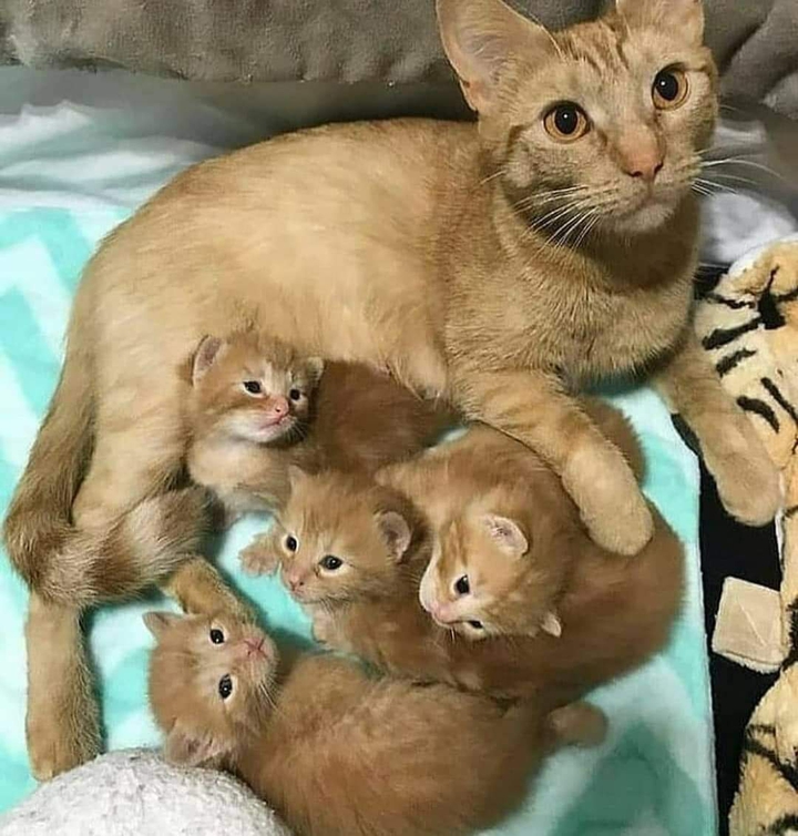 cat