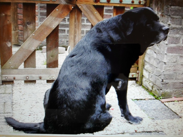 A waithing dog...