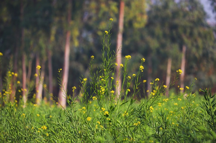 yellow Mustard