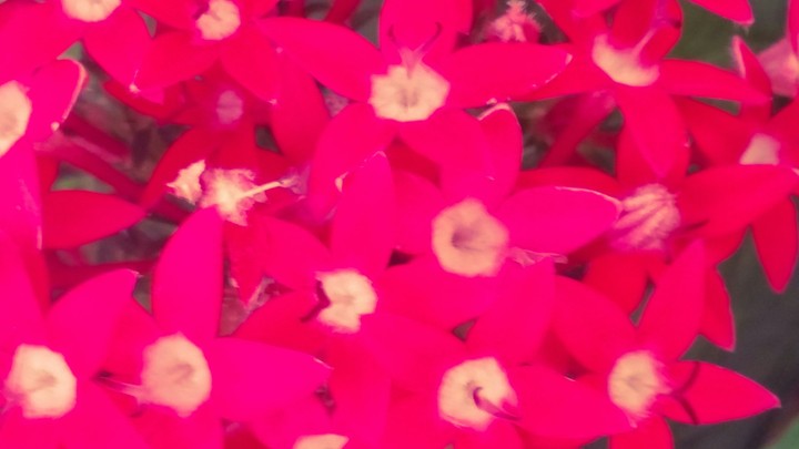 pink flowers