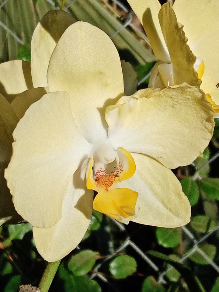 Orquídea Phalaenopsis