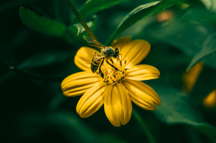 Bee Flower Pollination