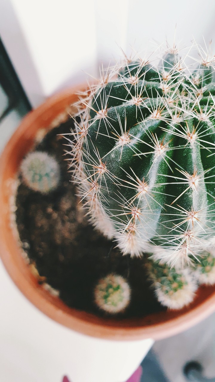 cactus