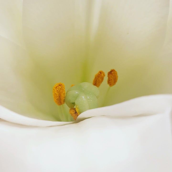 Natural Beauty