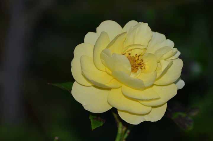 Rose jaune