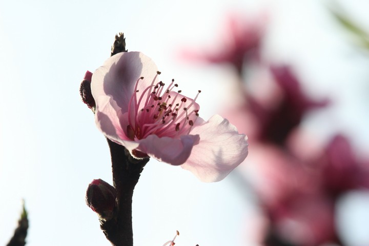 Peach Blossom