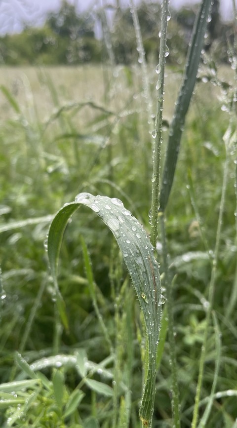 tapety grasses, moisture