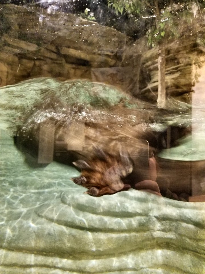 River otter in action