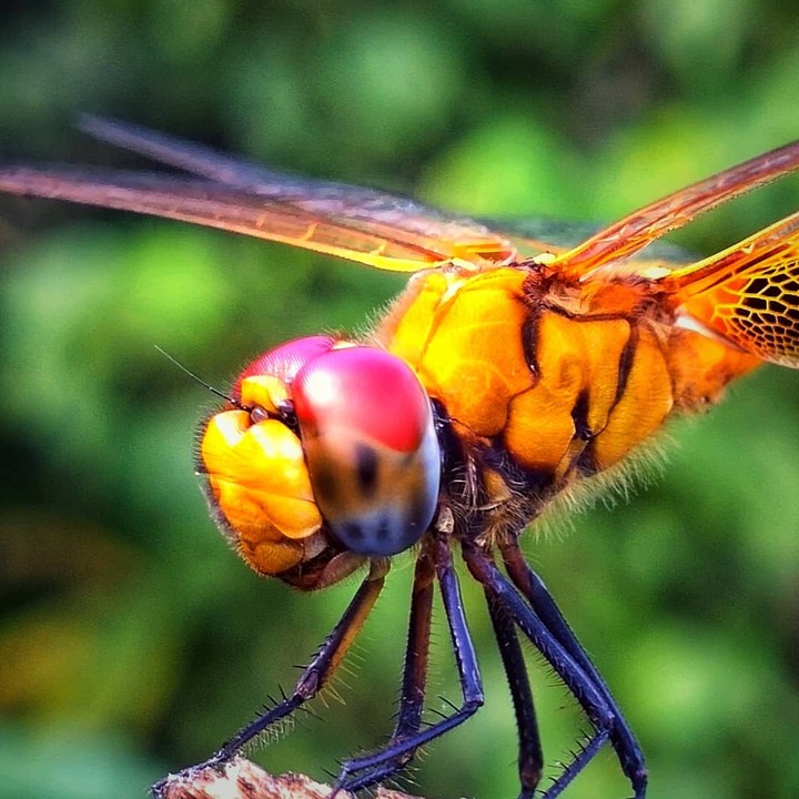 dragon fly